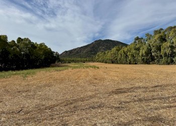 Foto 6 - Terreno agricolo Strada dell'Erica, San Vito - foto 6