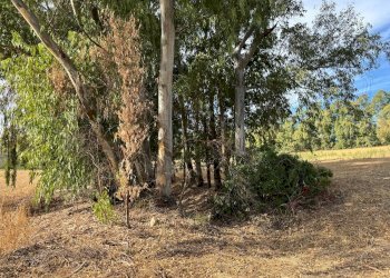 Foto 9 - Terreno agricolo Strada dell'Erica, San Vito - foto 9