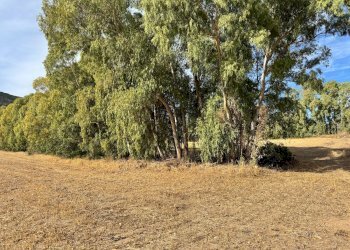 Foto 11 - Terreno agricolo Strada dell'Erica, San Vito - foto 11