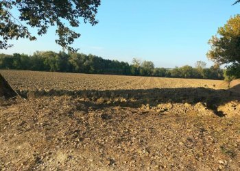 Terreno - Rustico contrada Ricciola, 87, Recanati - foto 18