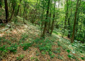 Rustico Via Vola, SNC, Barge - foto 11