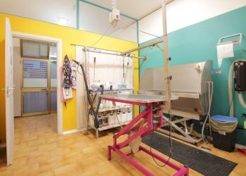 Attività Commerciale Via Andrea Costa, Bologna (zona Saragozza) - foto 2