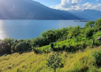 Foto 8 - Terreno edificabile Località Sceglio, Bellano - foto 8