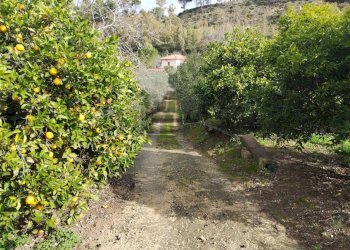 Giardino - Rustico Contrada Finocchiara
 
snc, Mineo - foto 5