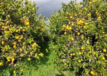 Giardino - Rustico Contrada Finocchiara
 
snc, Mineo - foto 6
