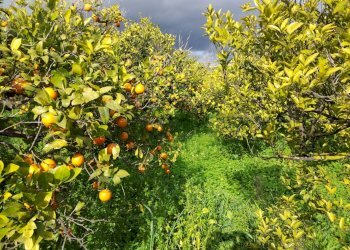 Giardino - Rustico Contrada Finocchiara
 
snc, Mineo - foto 8