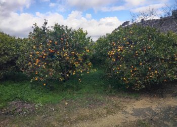 Giardino - Rustico Contrada Finocchiara
 
snc, Mineo - foto 28