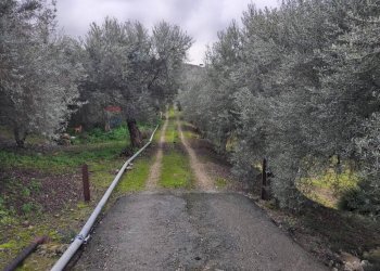 Giardino - Rustico Contrada Finocchiara
 
snc, Mineo - foto 29