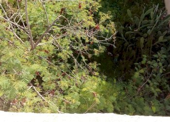 Giardino - Terreno edificabile Vittoria - foto 19