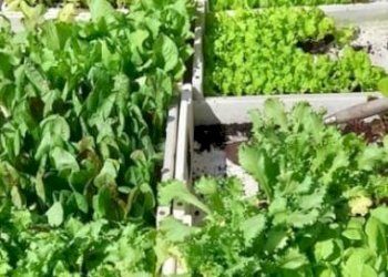 Attività Commerciale Vigone - foto 3