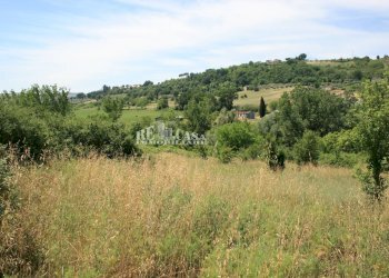 Foto 3 - Terreno agricolo contrada fontanelle, Monsampolo del Tronto - foto 3