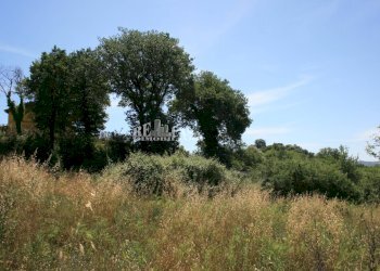 Foto 10 - Terreno agricolo contrada fontanelle, Monsampolo del Tronto - foto 10