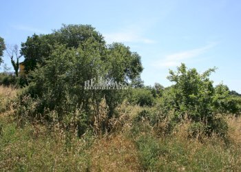 Foto 13 - Terreno agricolo contrada fontanelle, Monsampolo del Tronto - foto 13