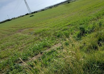 Giardino - Terreno edificabile contrada burgio
sn, Noto - foto 6