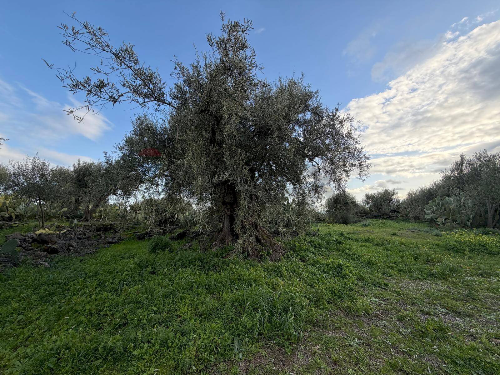 Giardino - Agricultural land ZONA ACQUAROSSA C.DA PETRAIO, Belpasso - photo 1