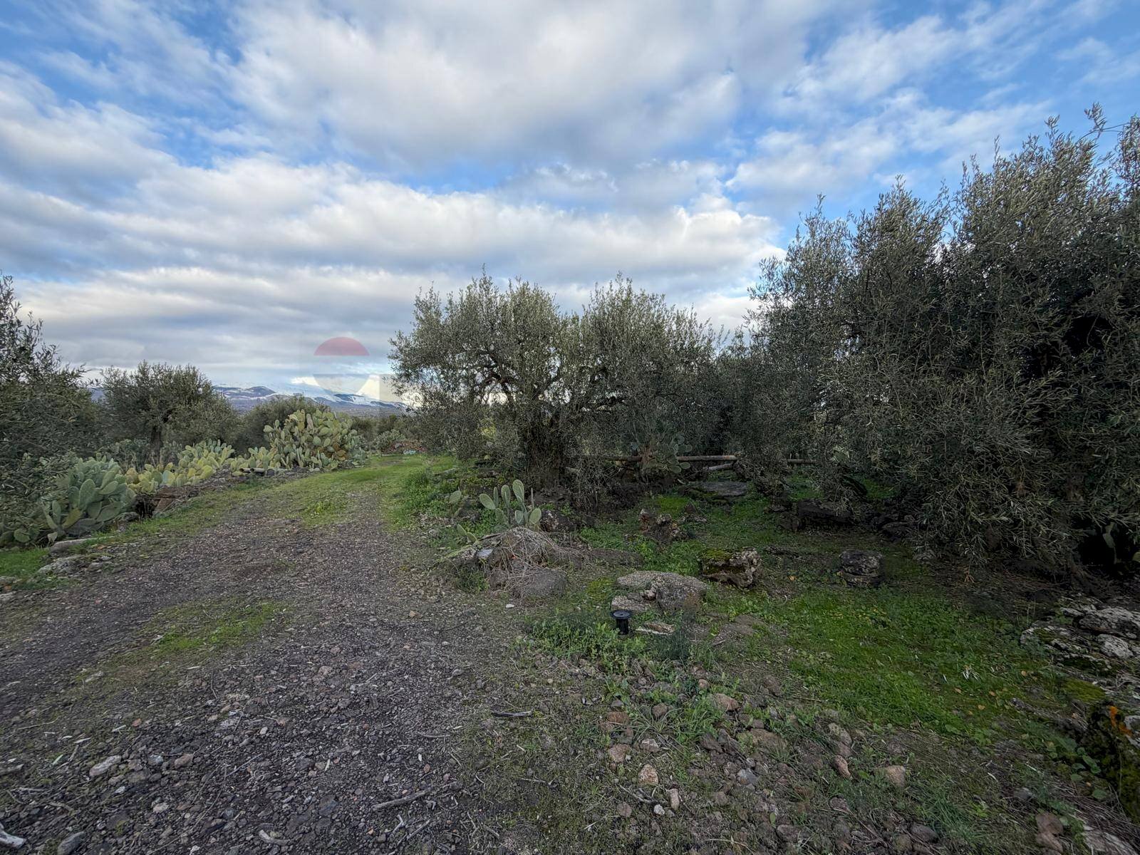 Giardino - Agricultural land ZONA ACQUAROSSA C.DA PETRAIO, Belpasso - photo 3