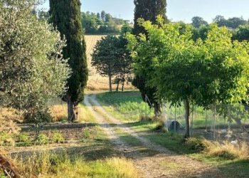 Terreno - Rustico via Colle San Biagio, 13, Osimo - foto 15