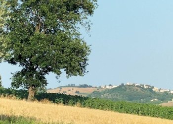 Terreno - Rustico via Colle San Biagio, 13, Osimo - foto 19