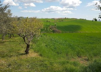Terreno - Rustico via Mucciolina, 25, Osimo - foto 13