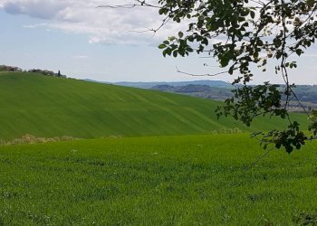 Terreno - Rustico via Mucciolina, 25, Osimo - foto 16