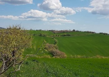Terreno - Rustico via Mucciolina, 25, Osimo - foto 17