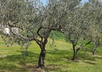 Terreno - Rustico via Mucciolina, 25, Osimo - foto 19