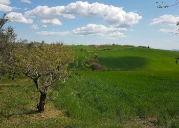 Terreno - Rustico via Mucciolina, 25, Osimo - foto 20