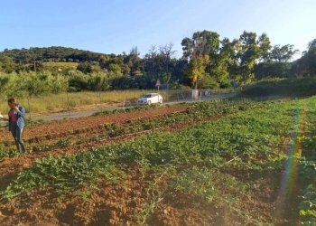 Terreno - Terreno agricolo Portoferraio - foto 11