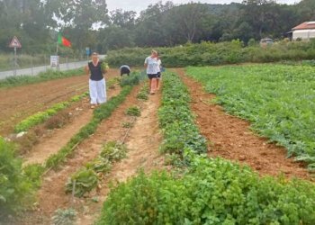 Terreno - Terreno agricolo Portoferraio - foto 12