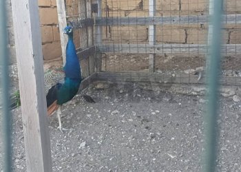 Dettagli - Villa contrada morana
 
snc, Chiaramonte Gulfi - foto 31