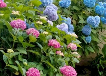 Giardino - Appartamento corso Francia, 12A, Cuneo (zona Donatello) - foto 20