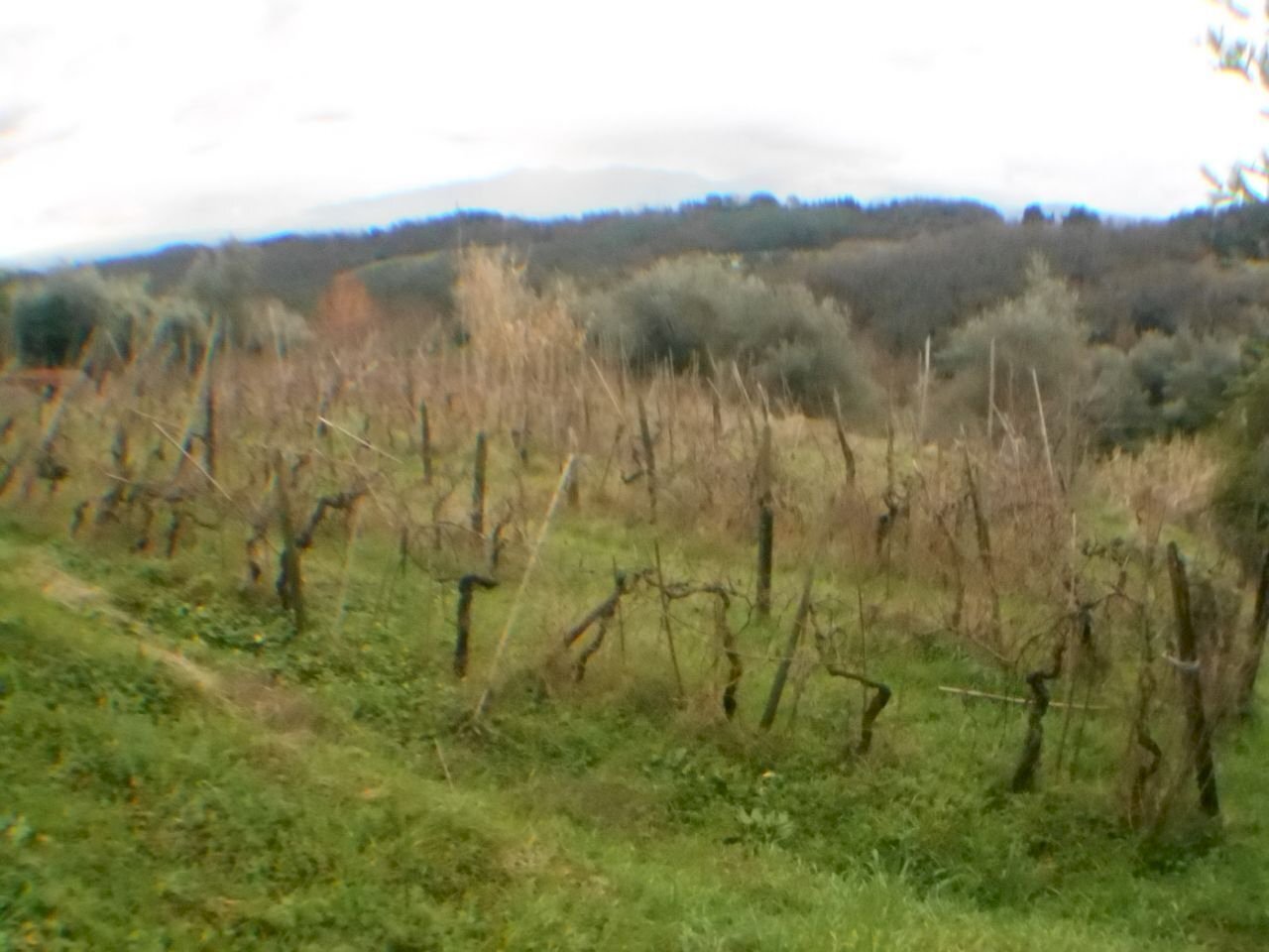 DSCN8651.JPG - Rustico bocconi, Lucca - foto 3