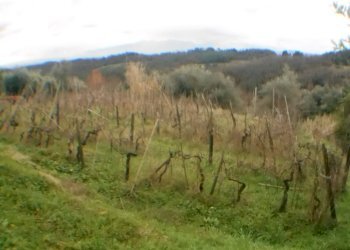 DSCN8651.JPG - Rustico bocconi, Lucca - foto 3