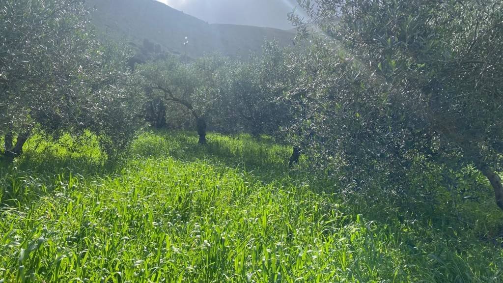 Terreno - Terreno agricolo via Cozzo Schinaldi, Terrasini - foto 2