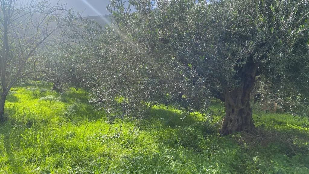 Terreno - Terreno agricolo via Cozzo Schinaldi, Terrasini - foto 3