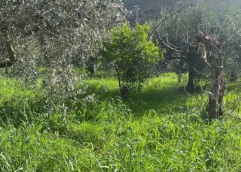 Terreno - Terreno agricolo via Cozzo Schinaldi, Terrasini - foto 1