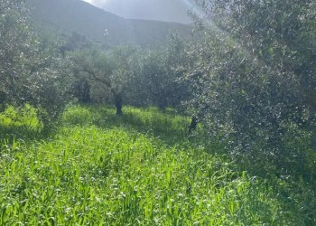 Terreno - Terreno agricolo via Cozzo Schinaldi, Terrasini - foto 2