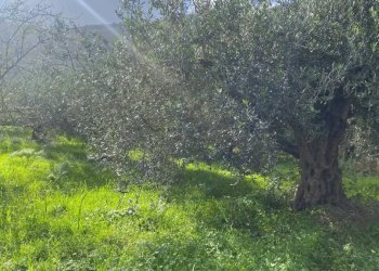 Terreno - Terreno agricolo via Cozzo Schinaldi, Terrasini - foto 3