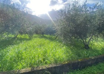 Terreno - Terreno agricolo via Cozzo Schinaldi, Terrasini - foto 4