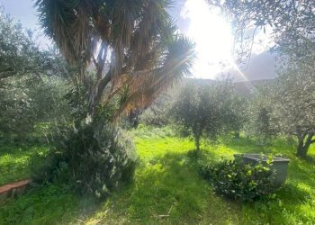 Terreno - Terreno agricolo via Cozzo Schinaldi, Terrasini - foto 5