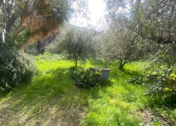 Terreno - Terreno agricolo via Cozzo Schinaldi, Terrasini - foto 8