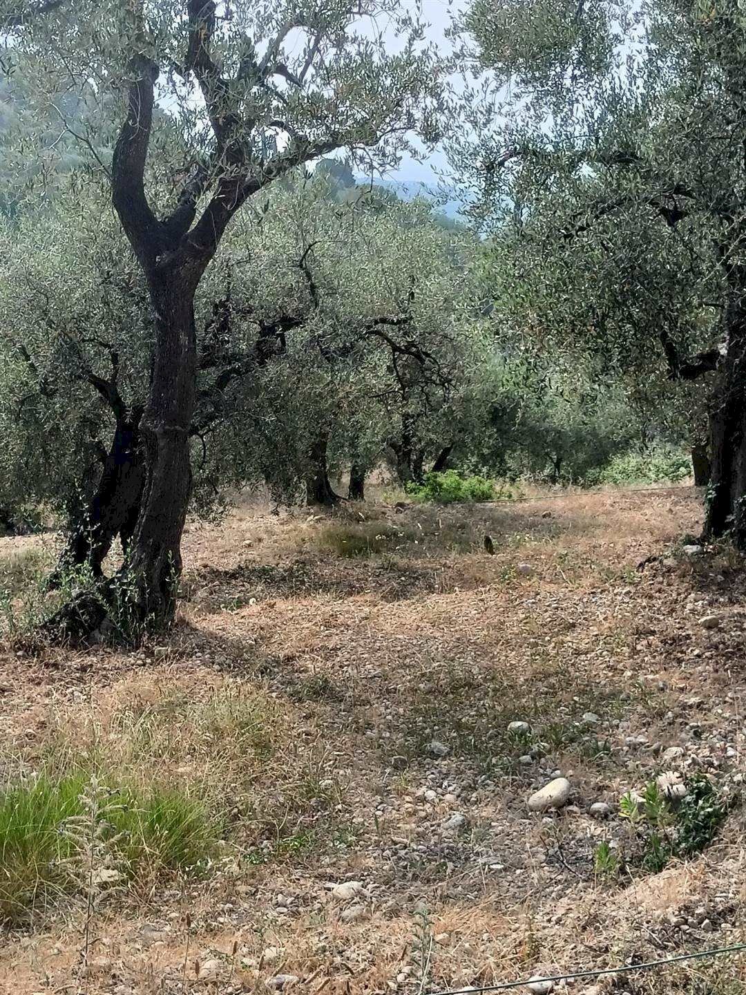 Terreno edificabile Camporosso - foto 2