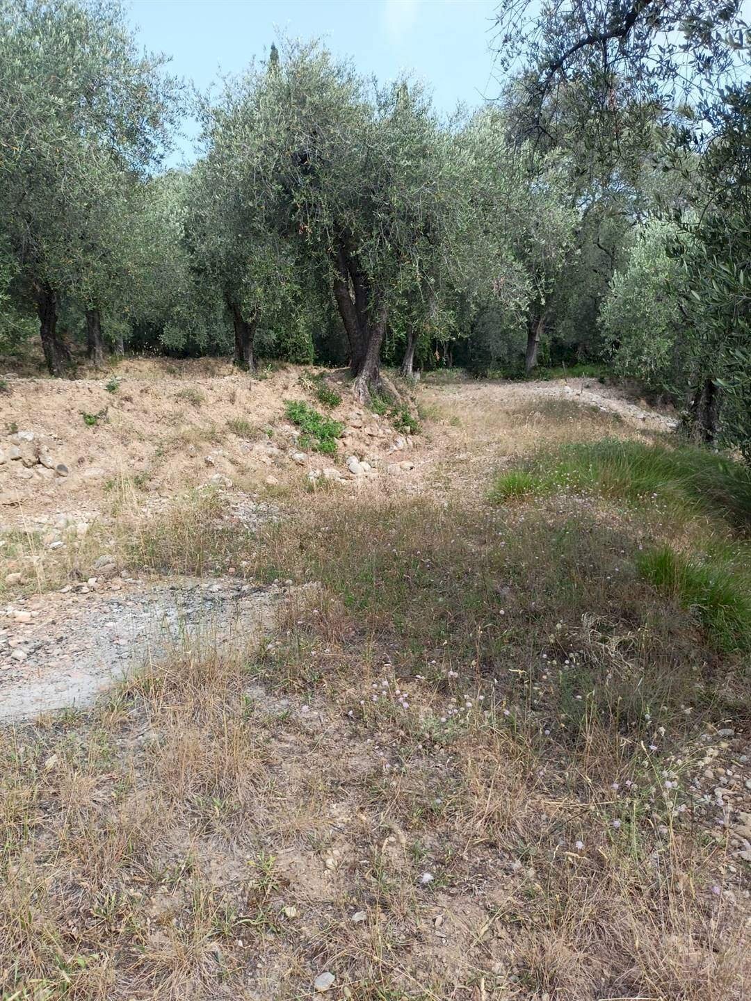 Terreno edificabile Camporosso - foto 3