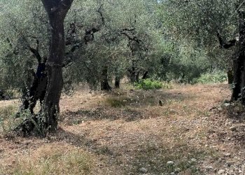 Terreno edificabile Camporosso - foto 2