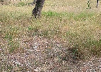 Terreno edificabile Camporosso - foto 10