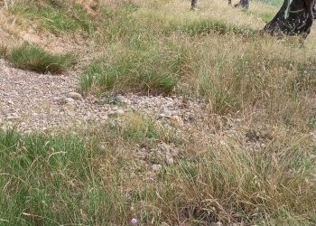 Terreno edificabile Camporosso - foto 11