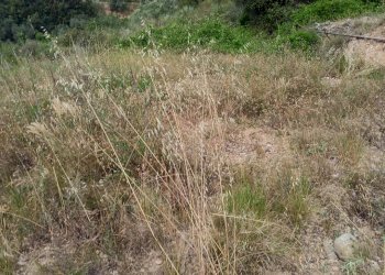 Terreno edificabile Camporosso - foto 12