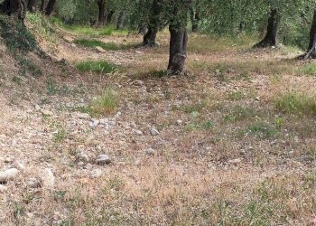 Terreno edificabile Camporosso - foto 15