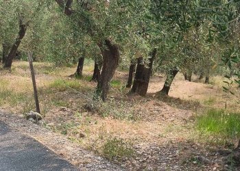 Terreno edificabile Camporosso - foto 18