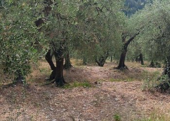 Terreno edificabile Camporosso - foto 19